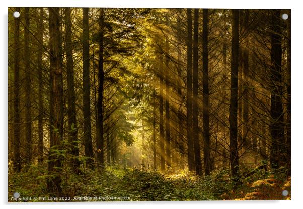 Woodland Rays Acrylic by Phil Lane