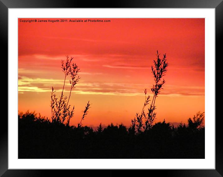 Branching into the Sunset Framed Mounted Print by James Hogarth