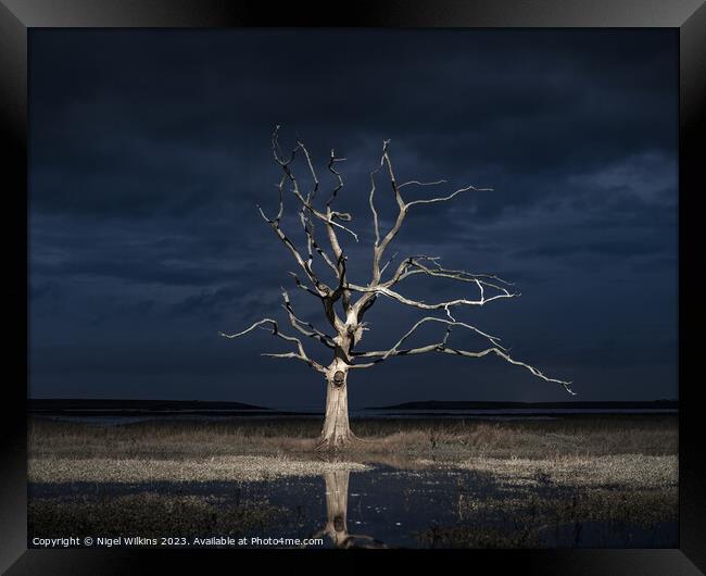 Lone Tree, Porlock Marsh Framed Print by Nigel Wilkins