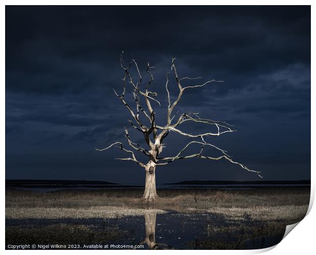 Lone Tree, Porlock Marsh Print by Nigel Wilkins