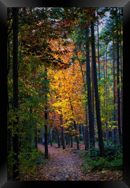Sunset In Autumn Forest Framed Print by Artur Bogacki