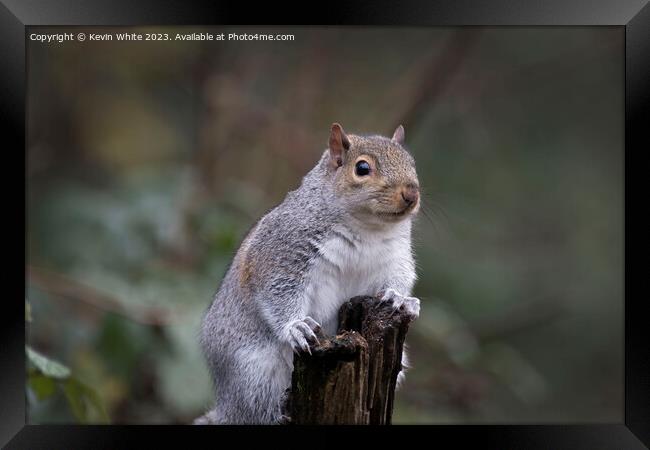 Grey squirrel poses for the camera Framed Print by Kevin White