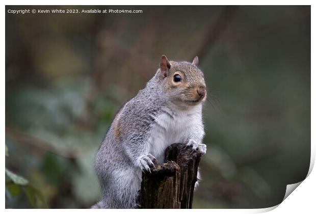 Grey squirrel poses for the camera Print by Kevin White