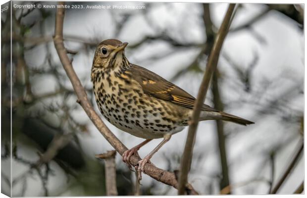 Song Thrush observing his surround Canvas Print by Kevin White