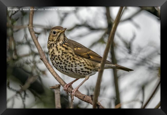 Song Thrush observing his surround Framed Print by Kevin White