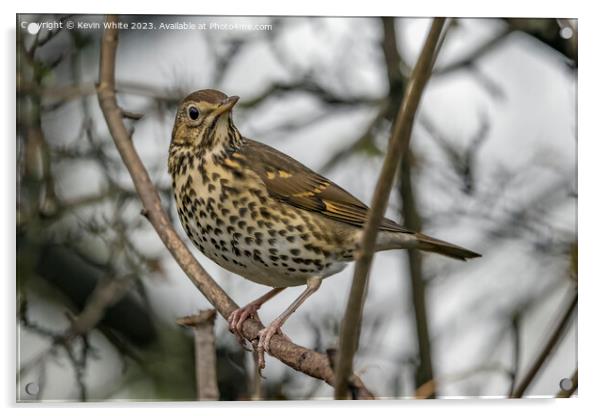Song Thrush observing his surround Acrylic by Kevin White