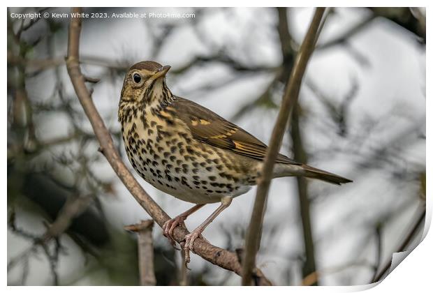 Song Thrush observing his surround Print by Kevin White