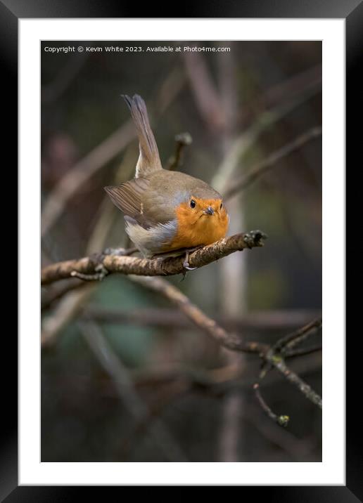 Red Robin getting ready to fly Framed Mounted Print by Kevin White