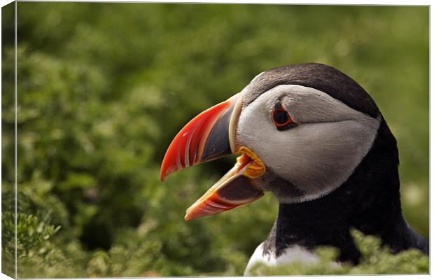 Puffin Canvas Print by Sharpimage NET