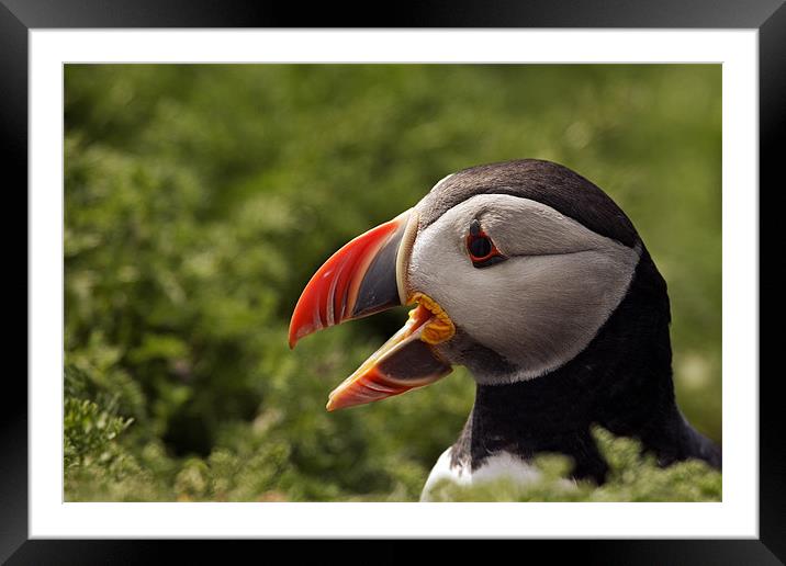 Puffin Framed Mounted Print by Sharpimage NET