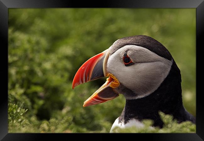 Puffin Framed Print by Sharpimage NET