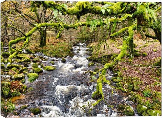 Dartmoor river and moss covered trees Canvas Print by Roger Mechan