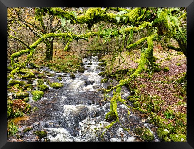 Dartmoor river and moss covered trees Framed Print by Roger Mechan
