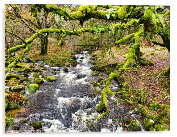 Dartmoor river and moss covered trees Acrylic by Roger Mechan
