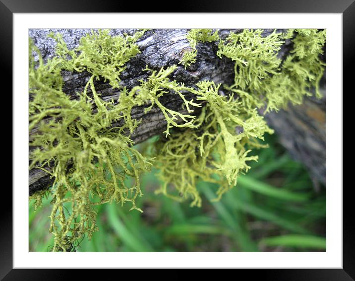 Moss on a Log Framed Mounted Print by Mariah Porter