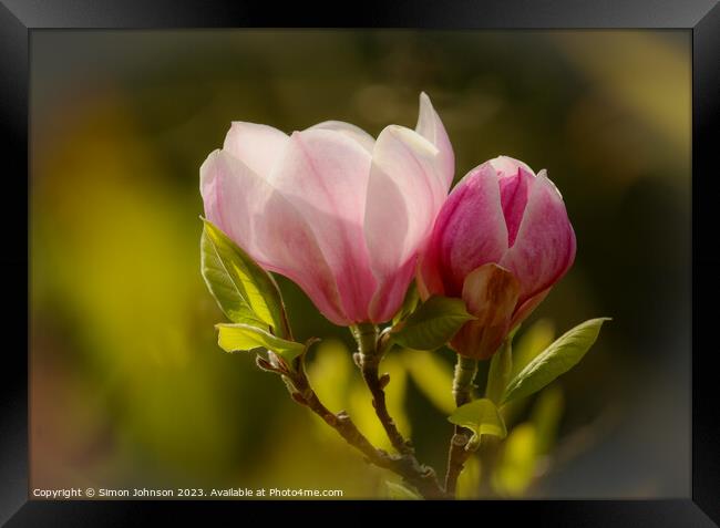 Magnolia flower soft focus Framed Print by Simon Johnson