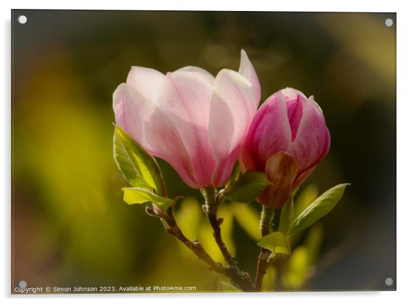 Magnolia flower soft focus Acrylic by Simon Johnson