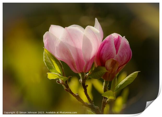 Magnolia flower soft focus Print by Simon Johnson