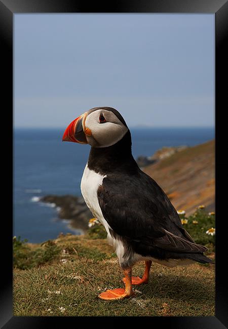 Puffin Framed Print by Sharpimage NET