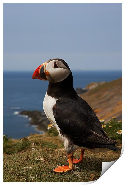 Puffin Print by Sharpimage NET