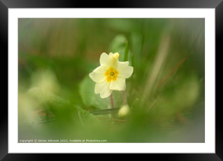 Primrose flower soft focus Framed Mounted Print by Simon Johnson