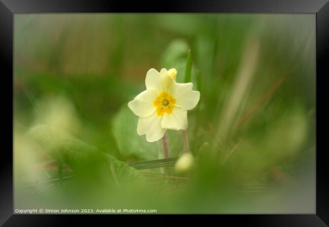 Primrose flower soft focus Framed Print by Simon Johnson
