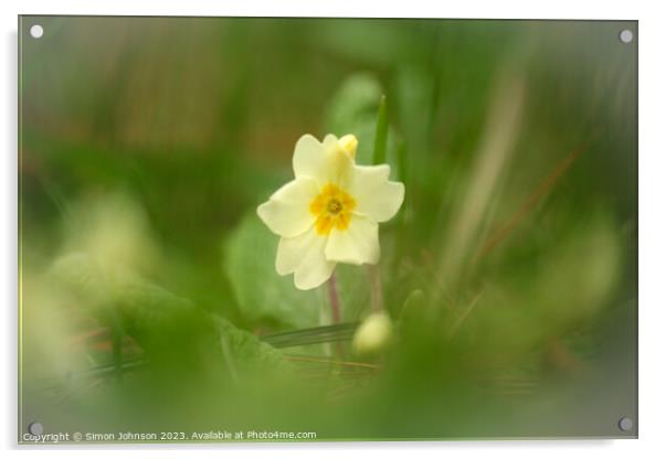 Primrose flower soft focus Acrylic by Simon Johnson