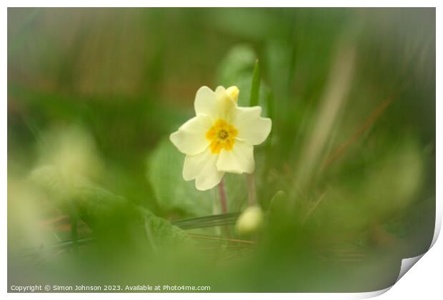 Primrose flower soft focus Print by Simon Johnson