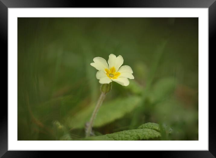 Primrose flower Framed Mounted Print by Simon Johnson