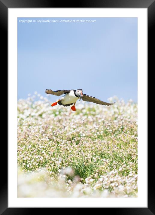 Puffin Isle of May Framed Mounted Print by Kay Roxby