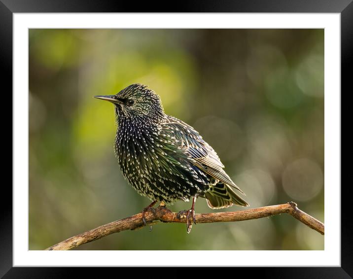 Starling Framed Mounted Print by Colin Allen