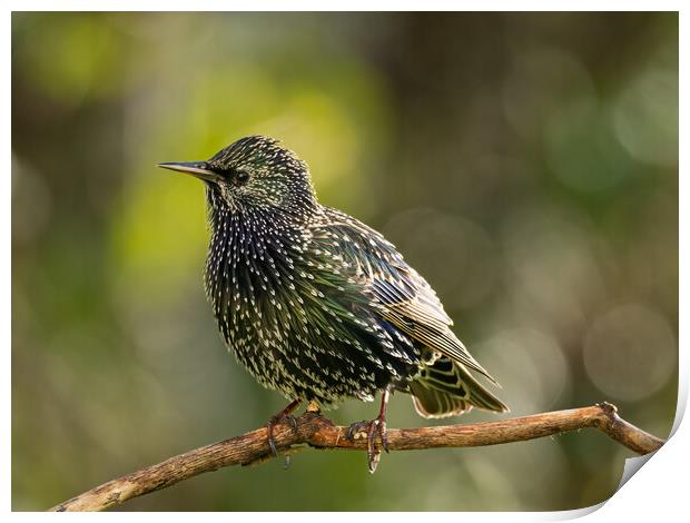 Starling Print by Colin Allen