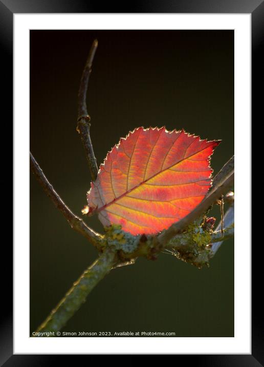 Autumn leaf  Framed Mounted Print by Simon Johnson