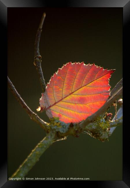Autumn leaf  Framed Print by Simon Johnson