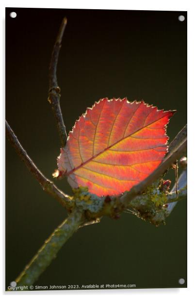 Autumn leaf  Acrylic by Simon Johnson