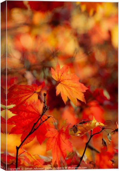 Autumn leaves soft focus Canvas Print by Simon Johnson