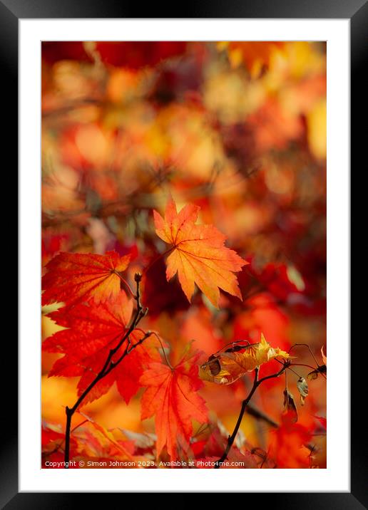 Autumn leaves soft focus Framed Mounted Print by Simon Johnson