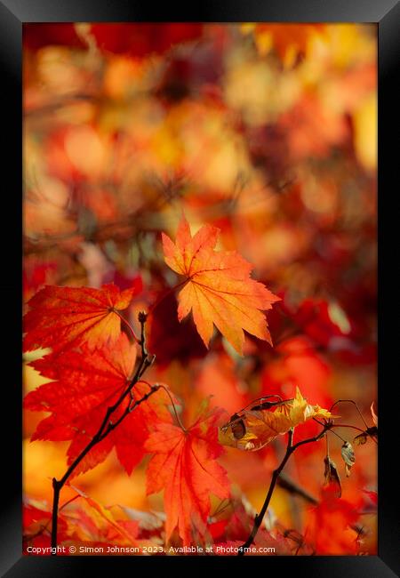 Autumn leaves soft focus Framed Print by Simon Johnson