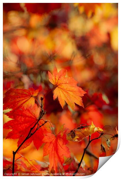 Autumn leaves soft focus Print by Simon Johnson