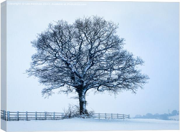 A solitary Tree in a Sparse Winter Wonderland Canvas Print by Lee Kershaw