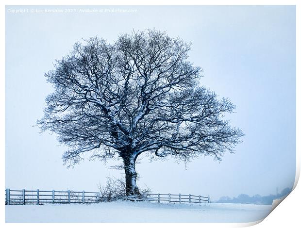 A solitary Tree in a Sparse Winter Wonderland Print by Lee Kershaw