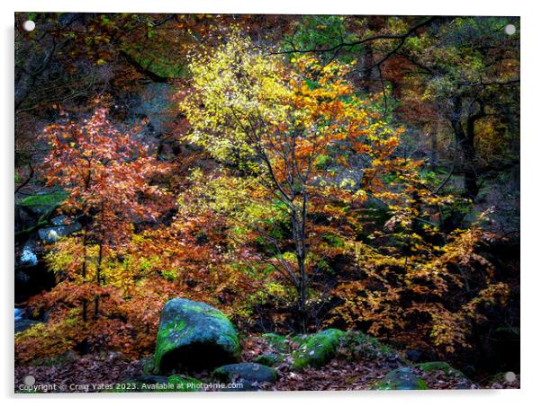 Padley Gorge Autumn Colours Acrylic by Craig Yates
