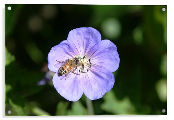 Bee on flower Acrylic by Larry Stolle