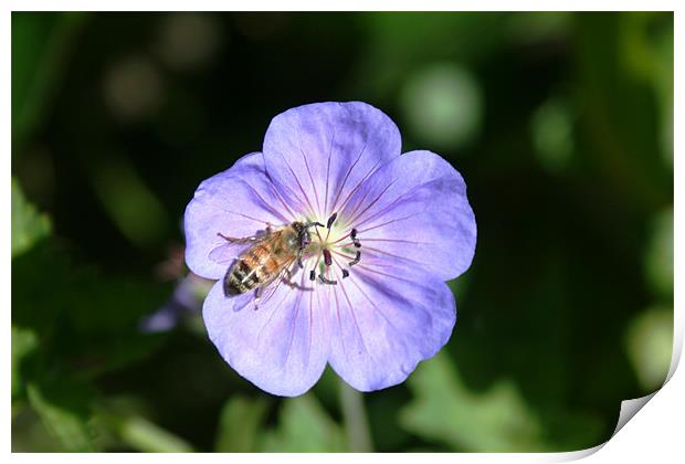 Bee on flower Print by Larry Stolle