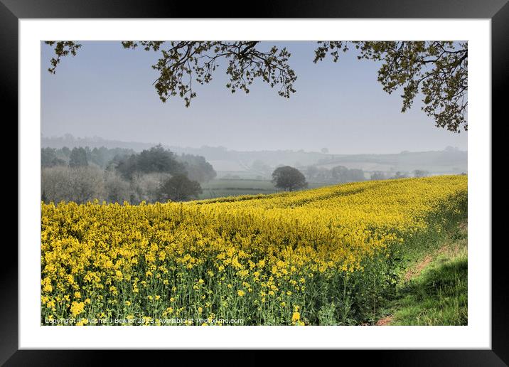Yellow Framed Mounted Print by RJ Bowler