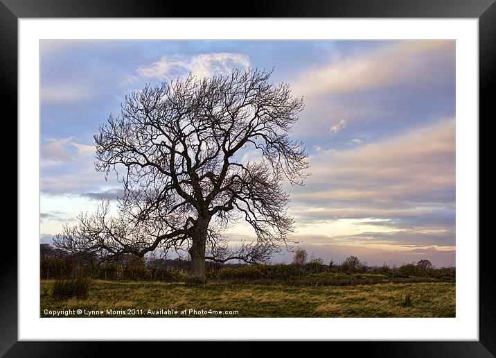 Just A Tree Framed Mounted Print by Lynne Morris (Lswpp)