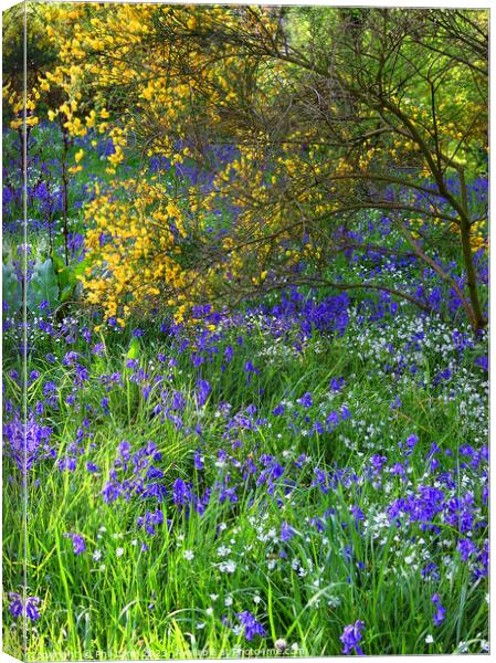 Bluebells and Broom Canvas Print by Phil Lane