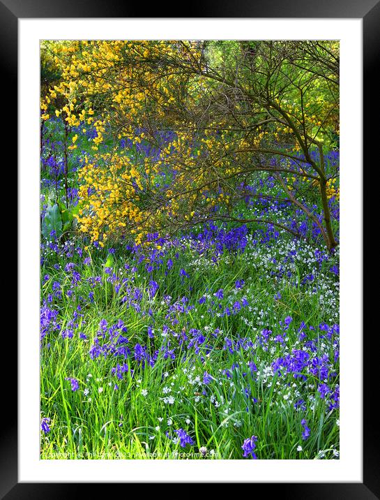Bluebells and Broom Framed Mounted Print by Phil Lane