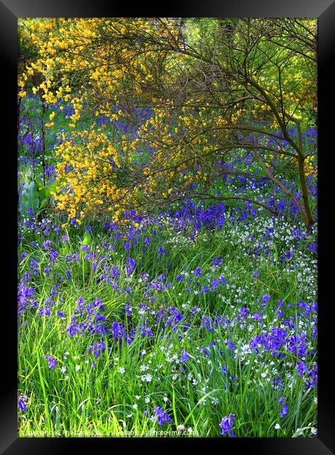 Bluebells and Broom Framed Print by Phil Lane