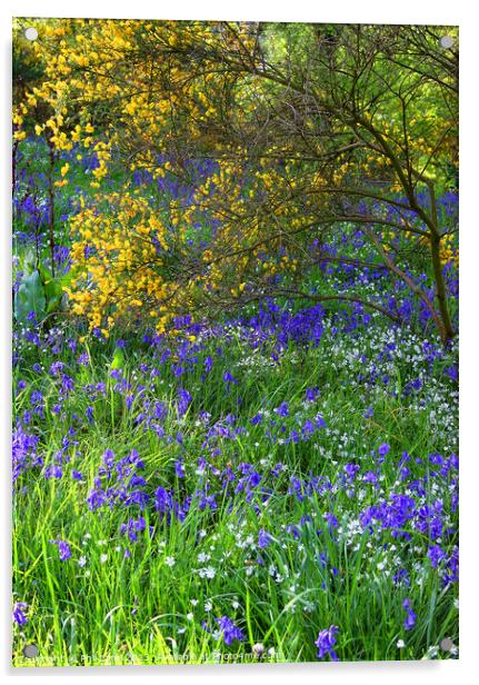 Bluebells and Broom Acrylic by Phil Lane